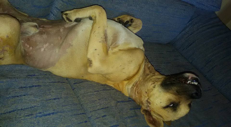 14046141_10206614183064039_2257612886677585097_n