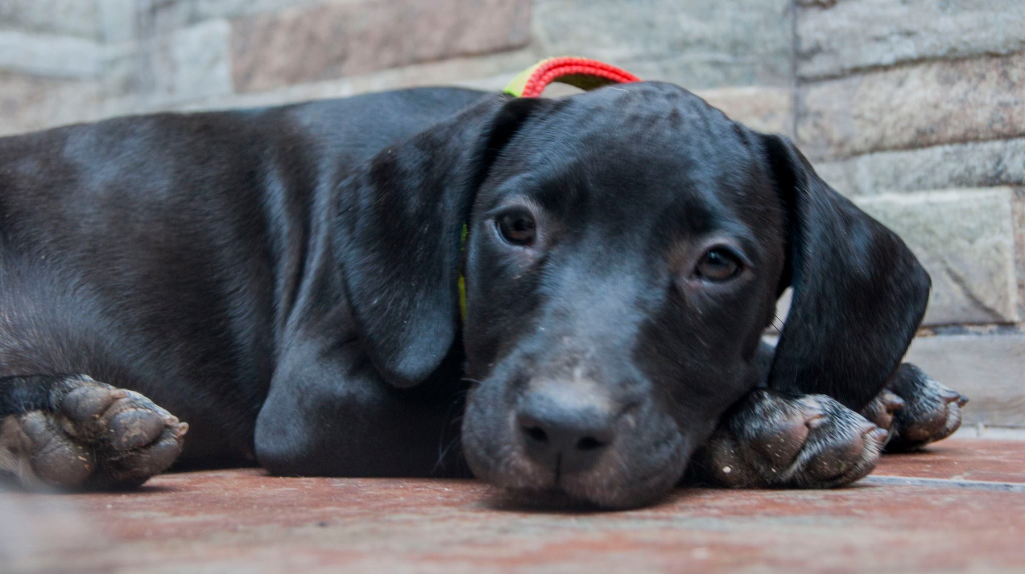 14053638_10209323858670011_305894461959329353_o