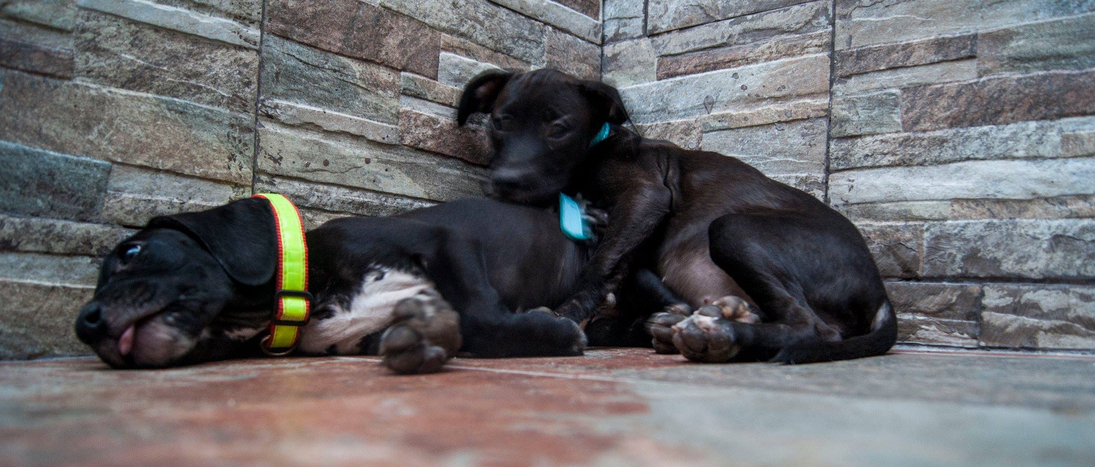 14053755_10209323860350053_8108714887933129610_o