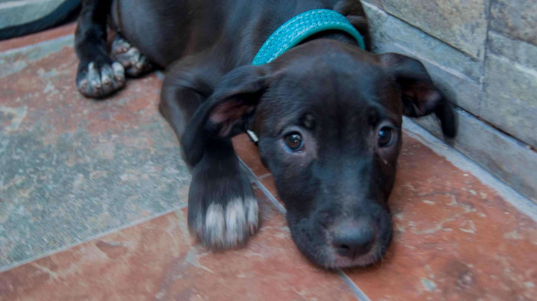 14066442_10209323857509982_1617514901588669200_o