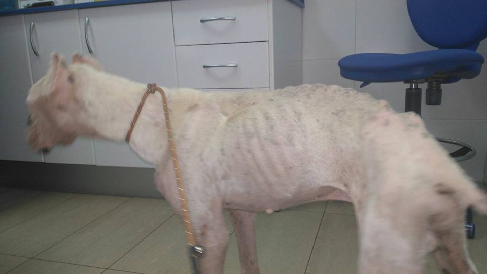 14067579_1286578534699257_455396008048243646_n