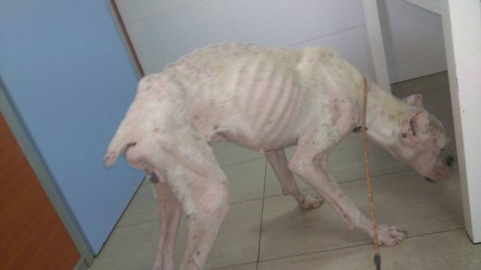 14067619_1286578511365926_5118181624830731884_n