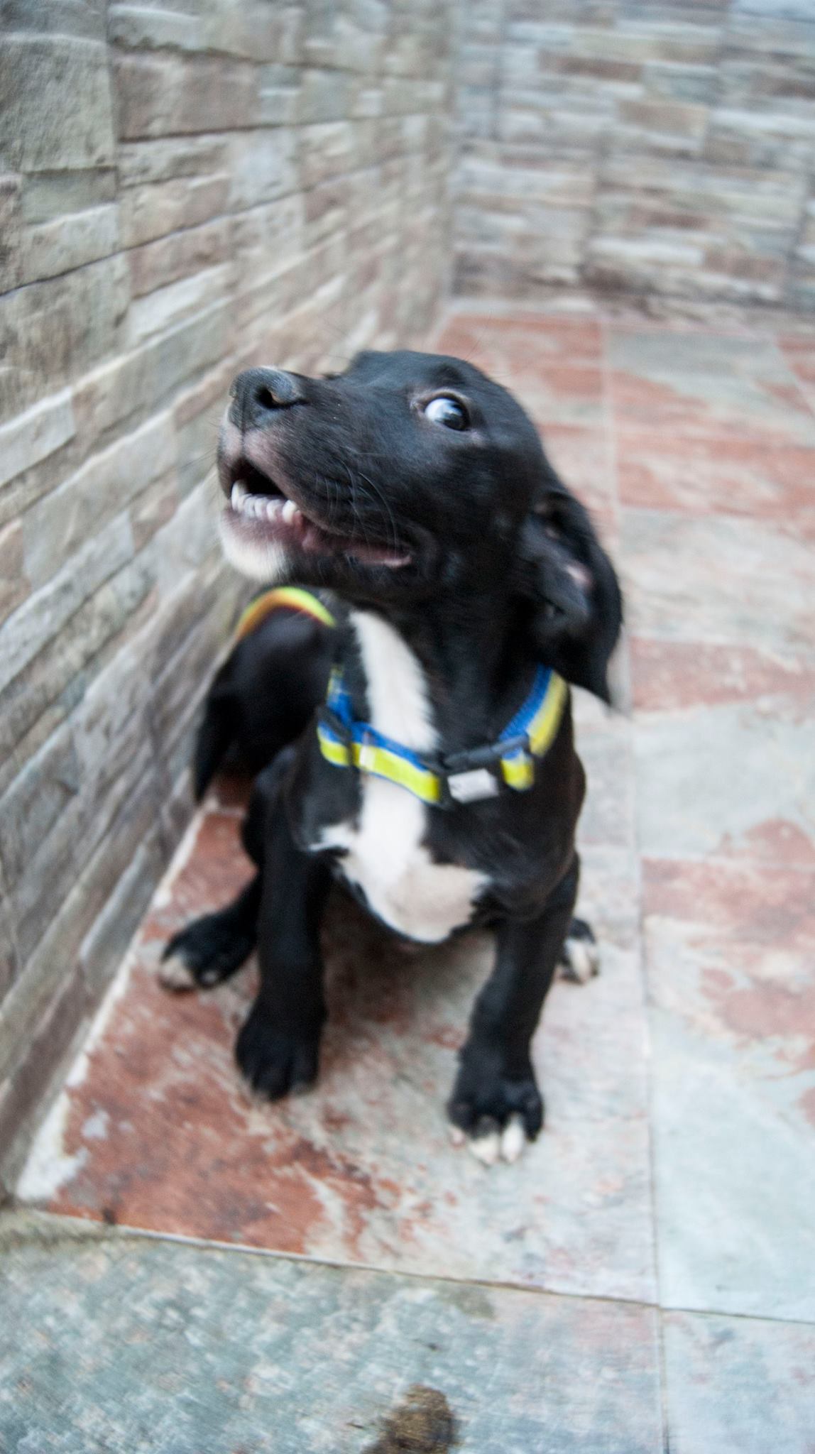 14067962_10209323856749963_3894806977319889649_o