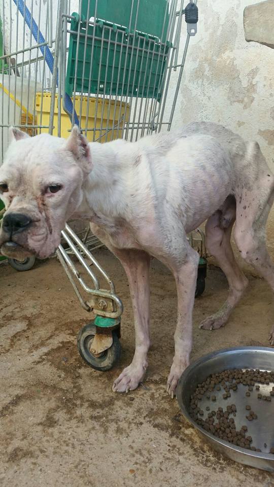 14068057_1286578488032595_5986255266970830825_n