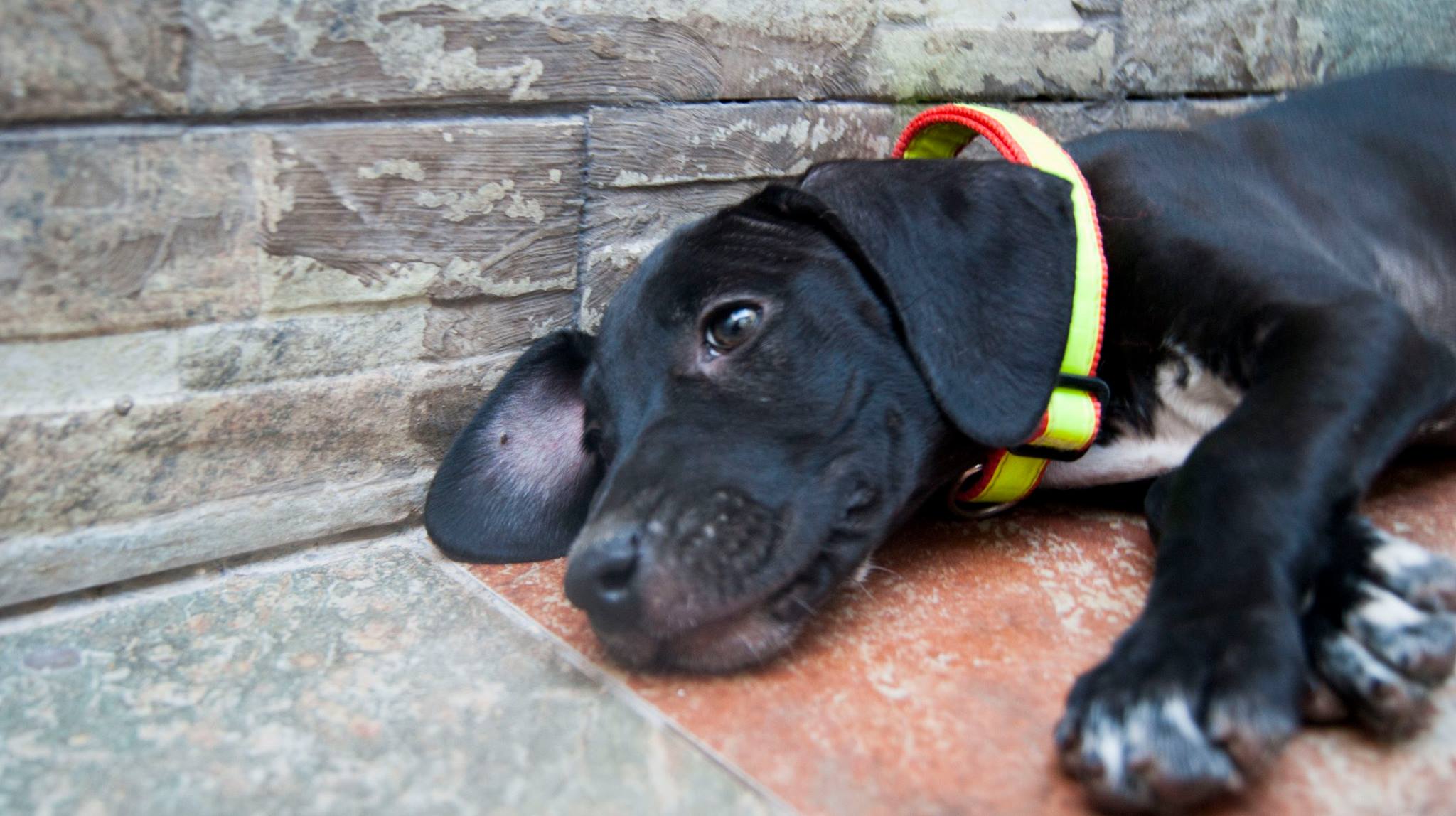 14068622_10209323857349978_2121858774278326064_o