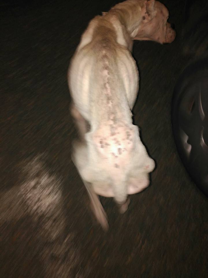 14079819_1286578594699251_5767874374606174615_n