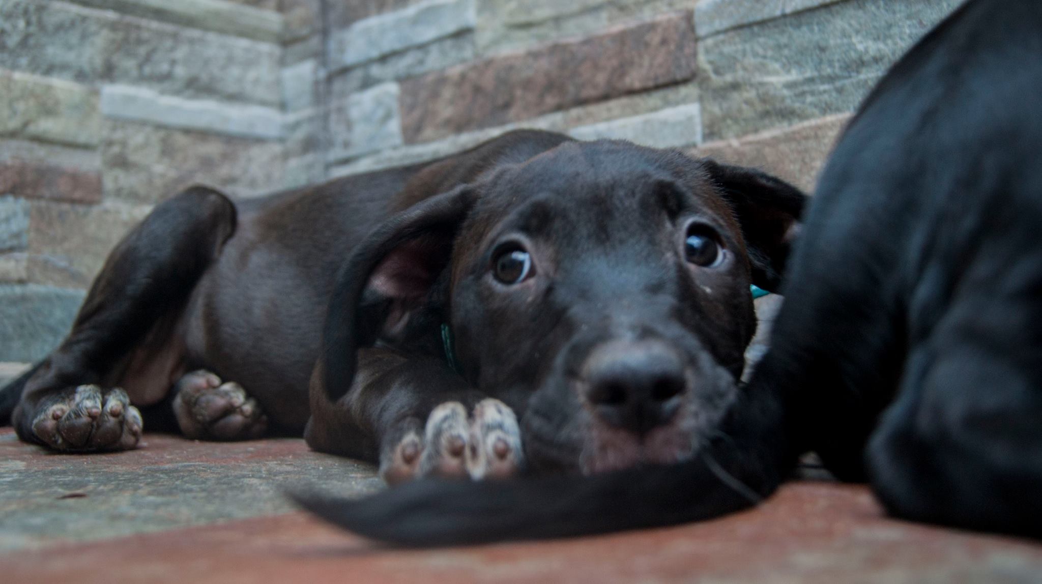 14086388_10209323858270001_1763824707961521703_o