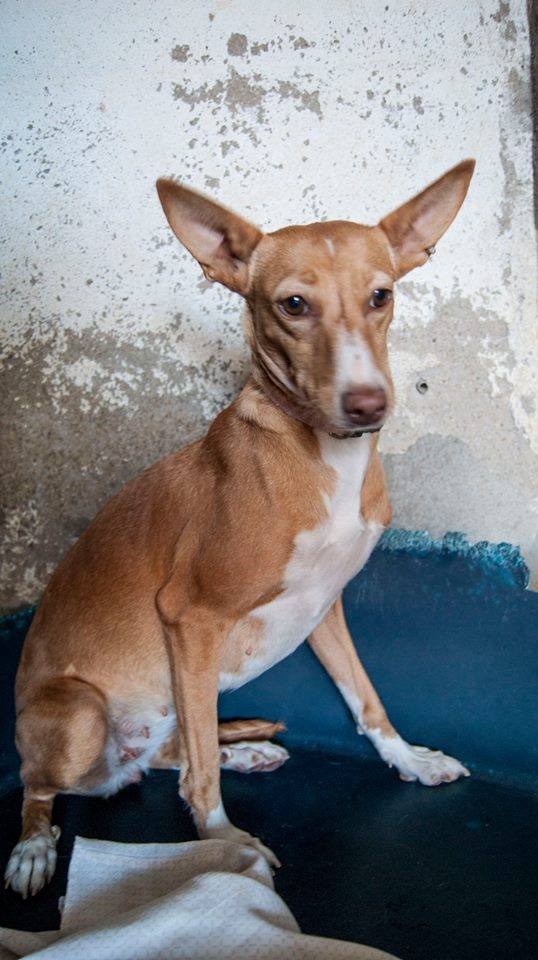 14095774_1296024593754651_2521048159155516760_n