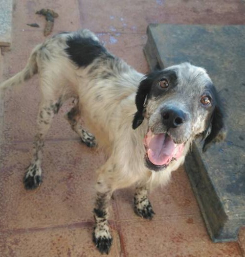 14095876_1278609925496118_4430270697747694690_n