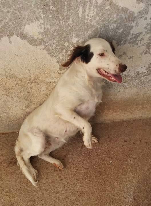 14184451_1296002347090209_404309801502095929_n