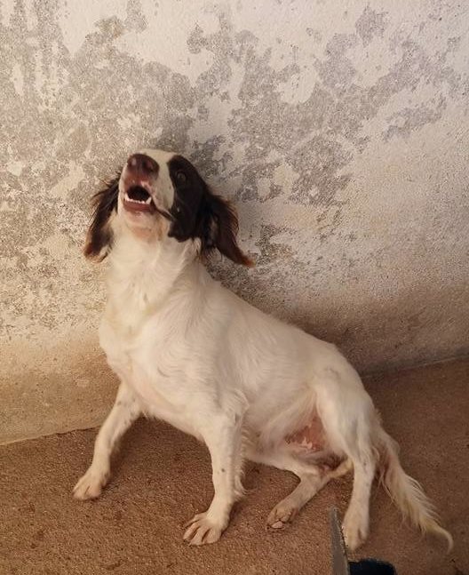 14203336_1296002310423546_7160378433675982776_n