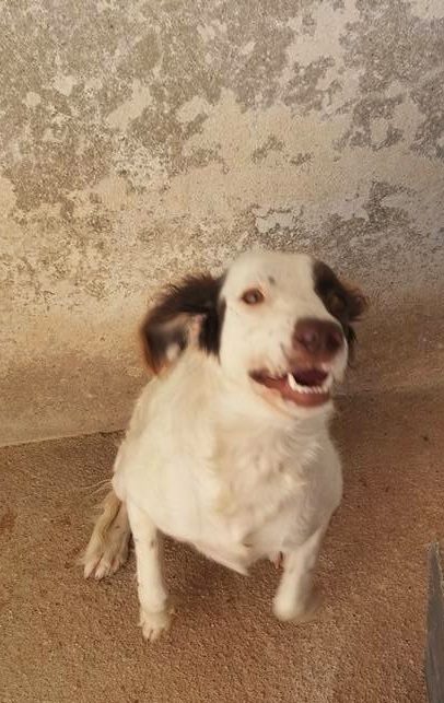 14222171_1296002300423547_8617594514247350428_n