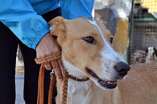 14729328_1340815002608943_7644093467387179227_n