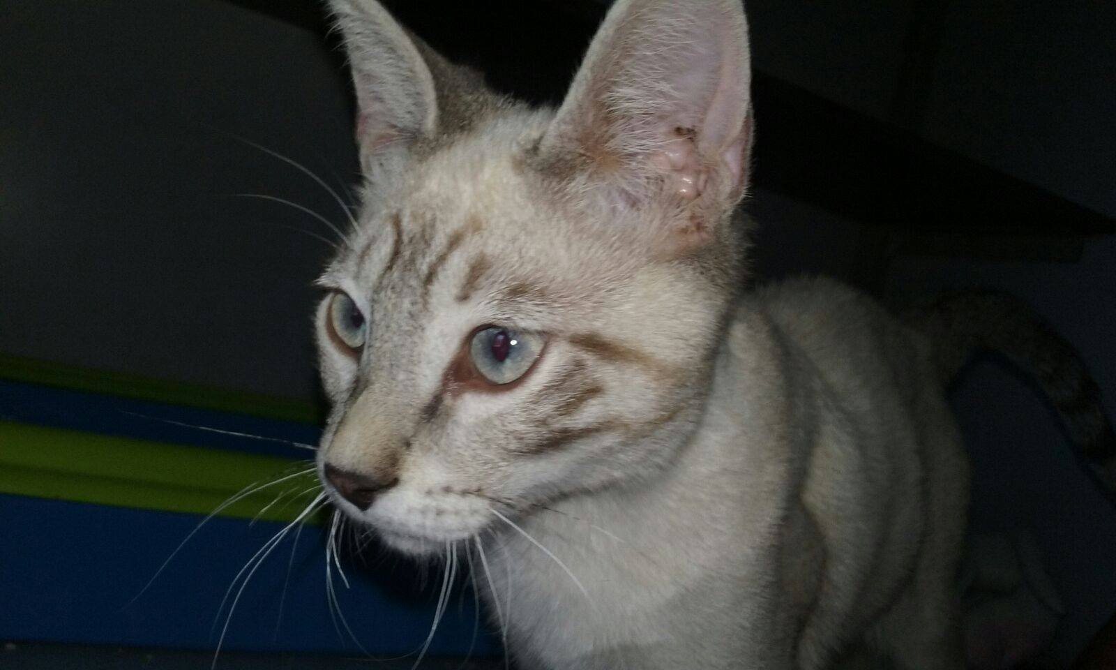 13937739_1270058116351299_7681161347182946853_o