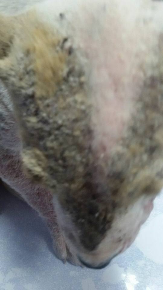 14449060_1314555808568196_7837280740504388546_n