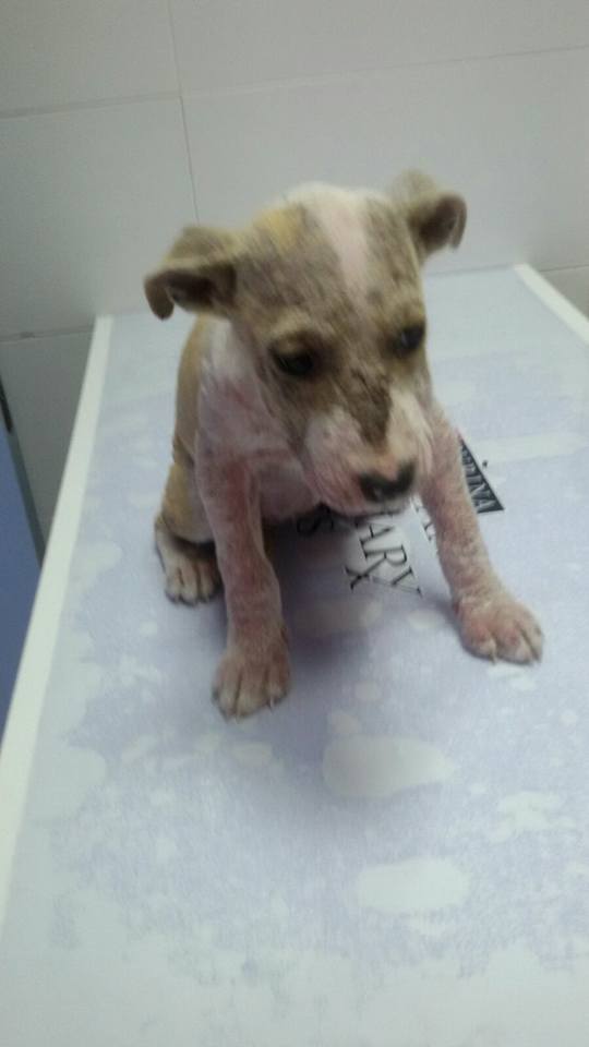 14449720_1314555828568194_7940737850385306598_n