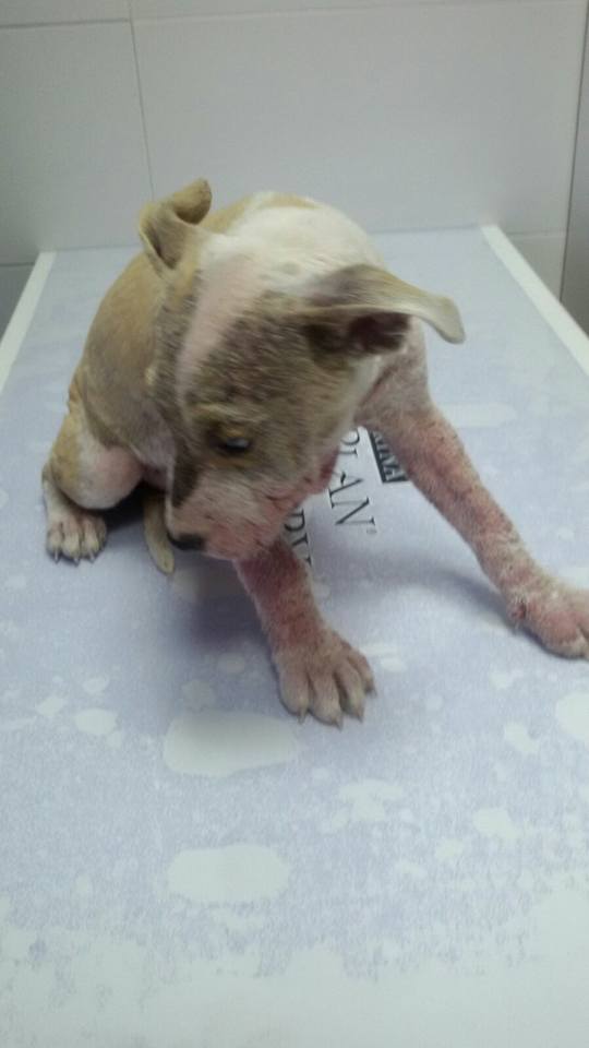 14469677_1314555838568193_2701076318909454272_n