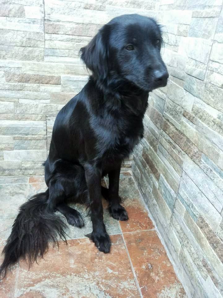 14484832_1320159138007863_6279674570009960508_n