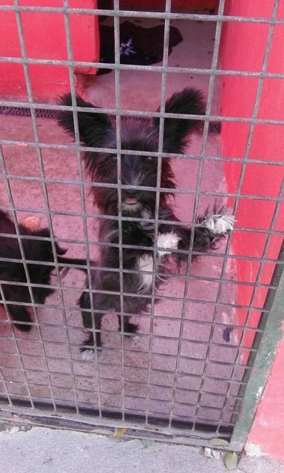 14485089_1320283144662129_2296010225168673016_n