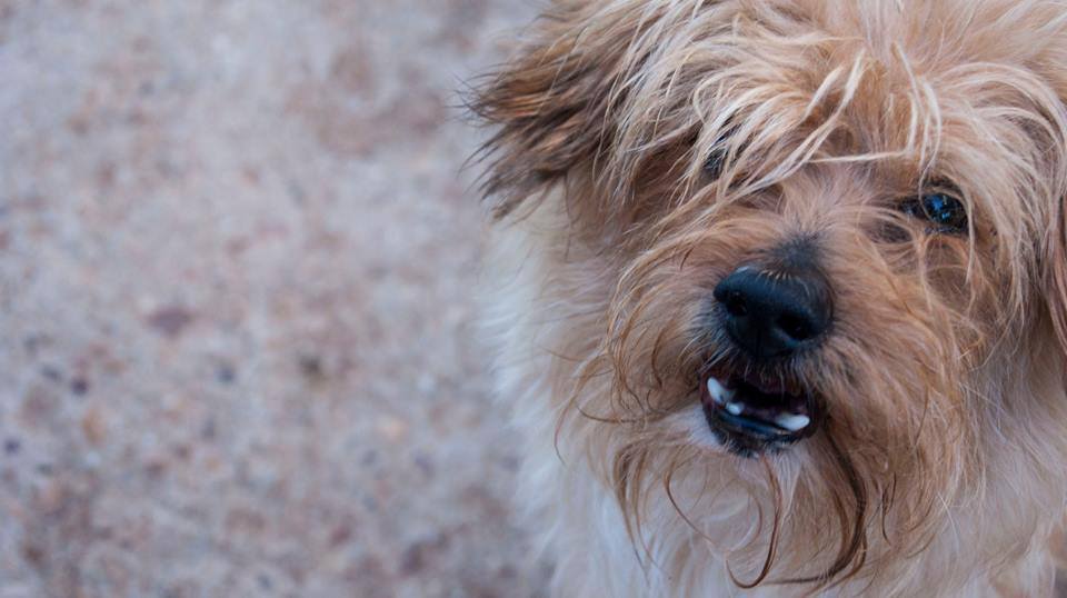 13509083_1258653117491799_1032041502400160622_n