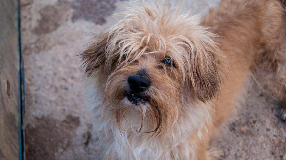 13631552_1258653160825128_3089235513011170890_n