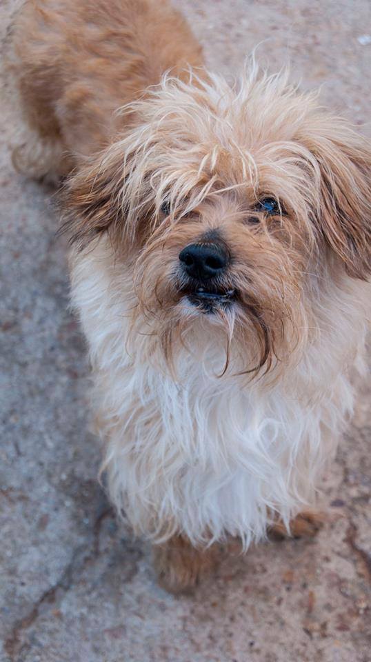 13645314_1258653124158465_3604336721751565301_n