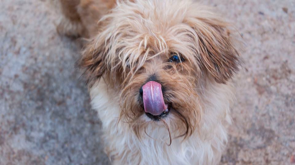 13770279_1258653157491795_9135128239808409531_n