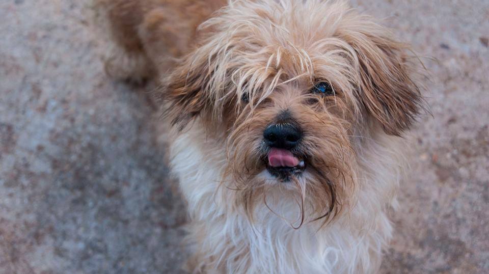 13781936_1258653120825132_7797939439064848350_n