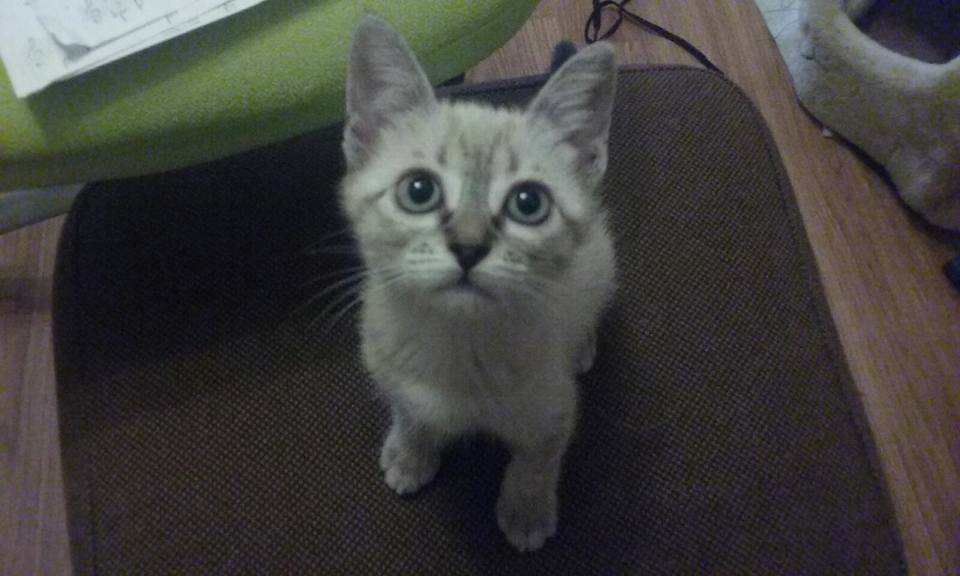 14441035_1323920914298352_1351572108458913067_n