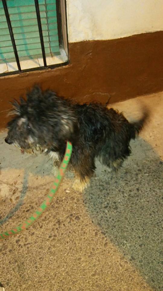 14695462_1341803635843413_6412661037729909682_n