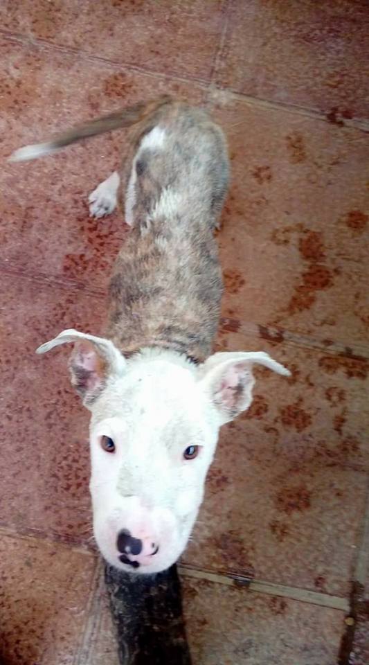 14656390_1360898067267303_2627607360320253736_n