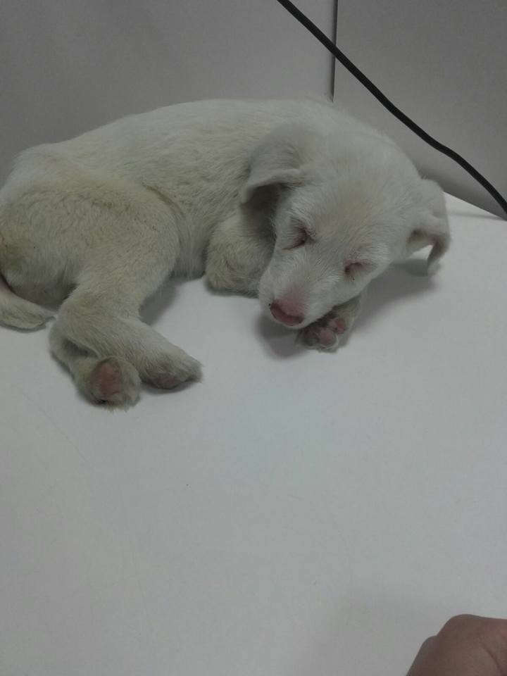 14695347_10206138841030566_1829926555002370658_n