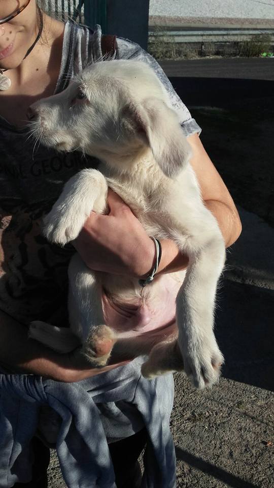 14900341_10206138844270647_2337621533689515196_n