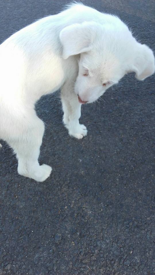 14925601_10206138845270672_2725153311318867772_n