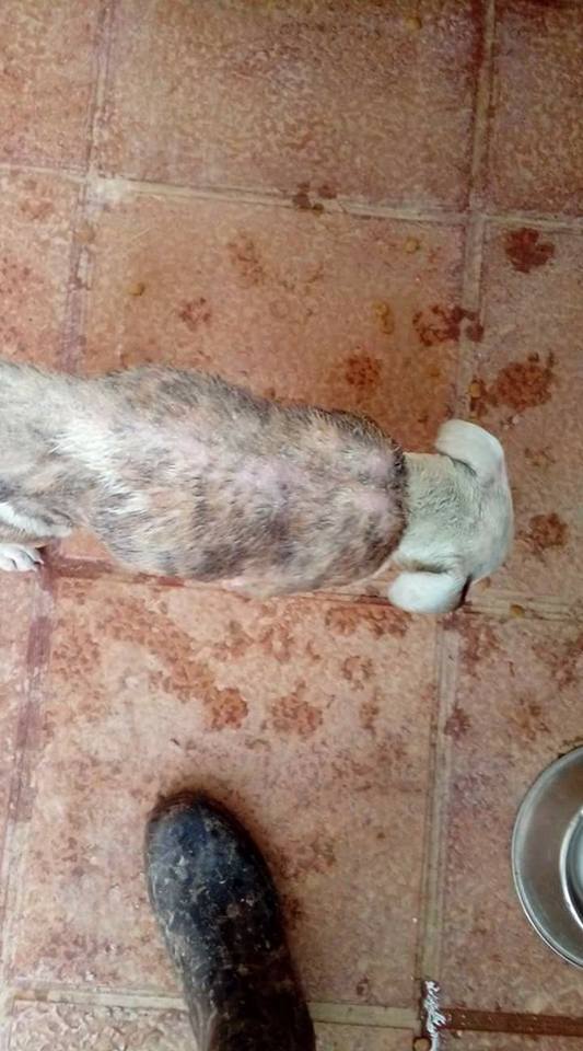 14956563_1360898047267305_1956694925031434509_n