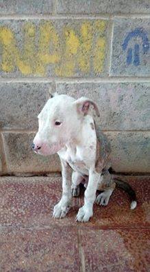 14962550_1360896820600761_7804880298435612901_n