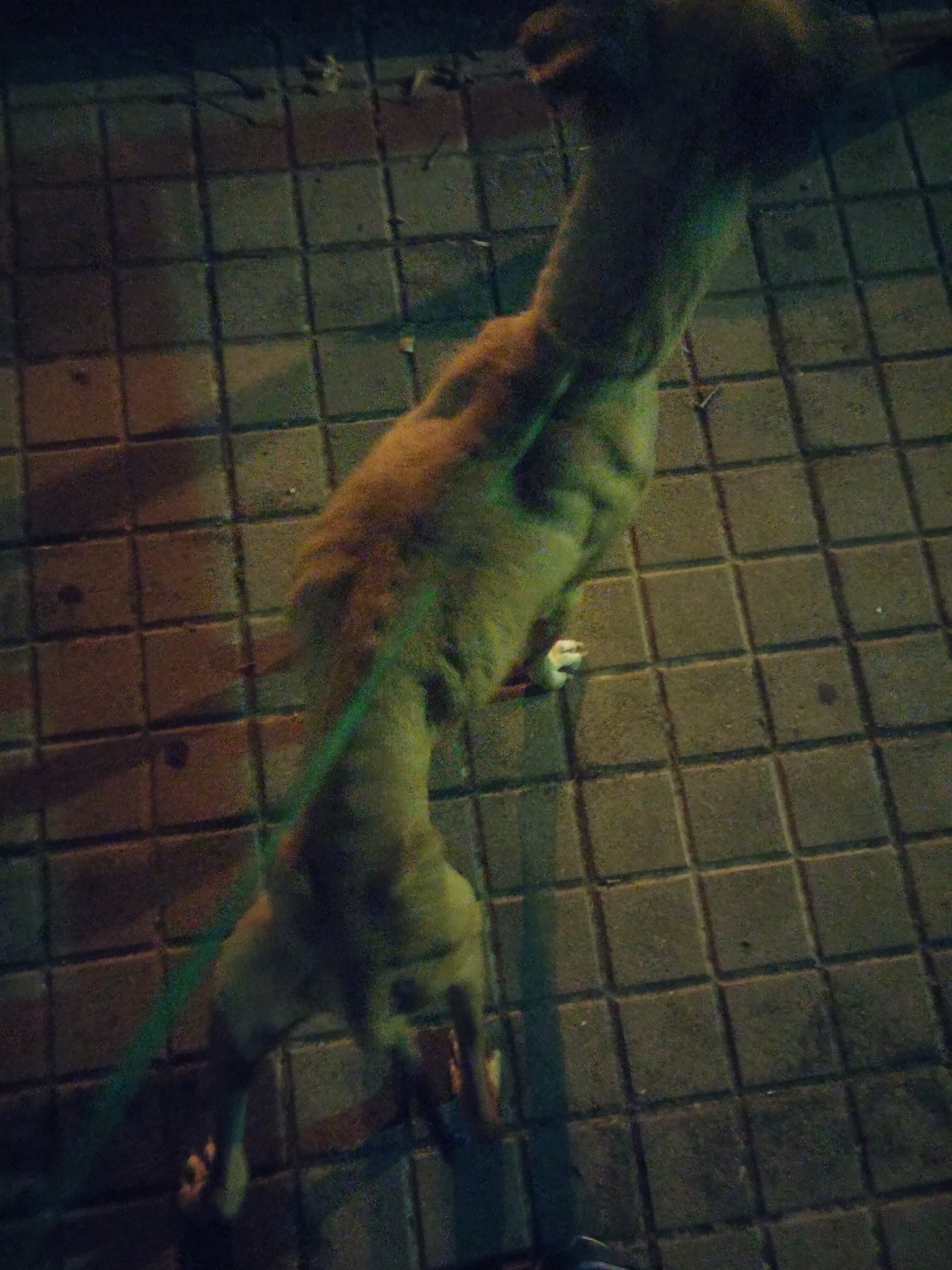 15002293_1366050023418774_7255605010064095247_o