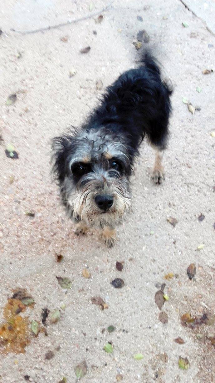 15578098_1407687249255051_610066849547750092_o