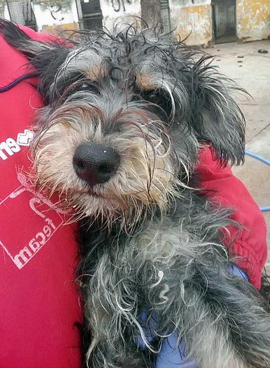 15589820_1413508402006269_1821262482869218184_n