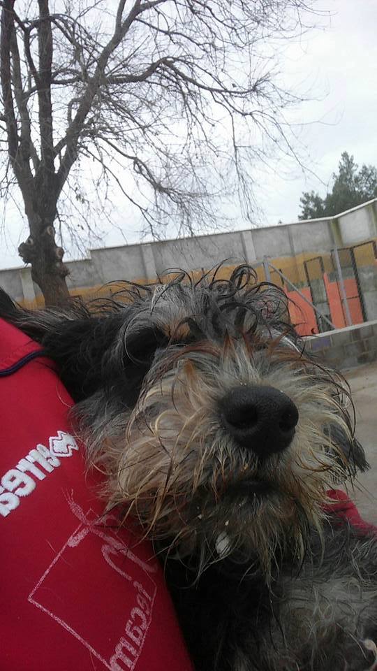 15589893_1413508392006270_1877138374585003554_n