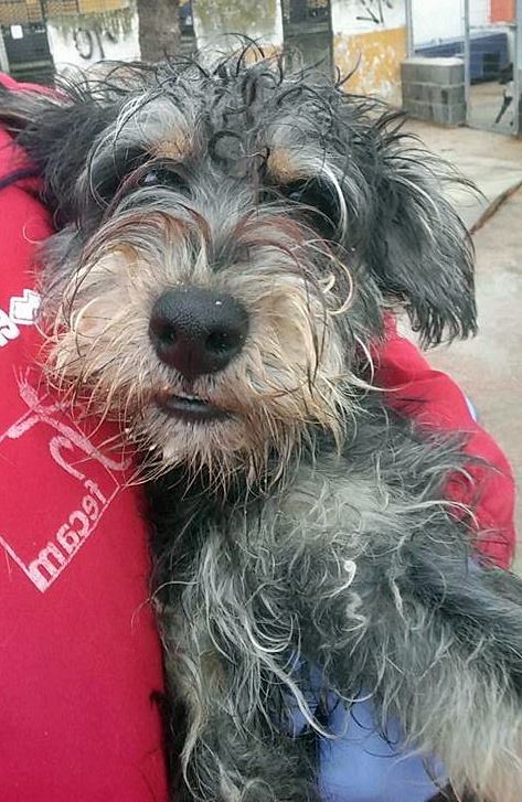 15621782_1413508462006263_6802262196156347312_n