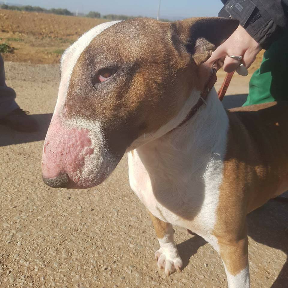 16142899_1447167011973741_5434661491478251221_n