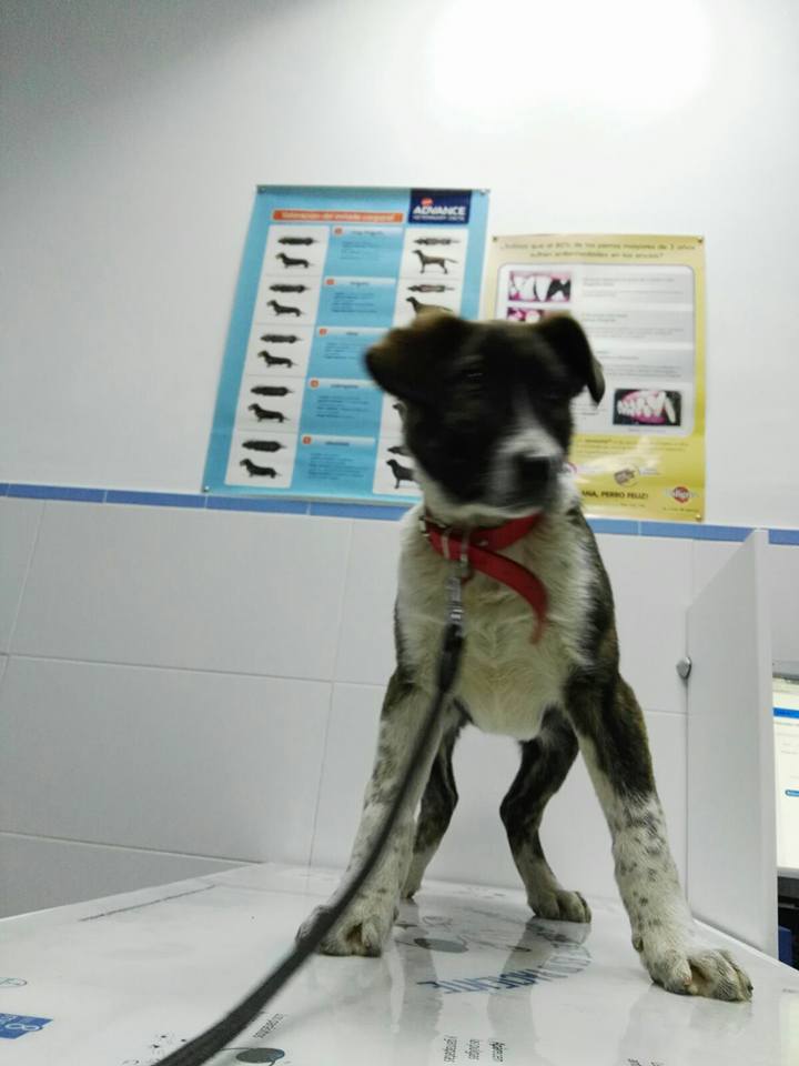 16174541_1450021855021590_6315506485688006394_n