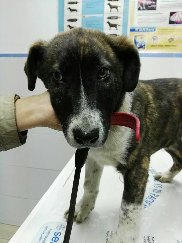 16195801_1450021891688253_39973214105702695_n