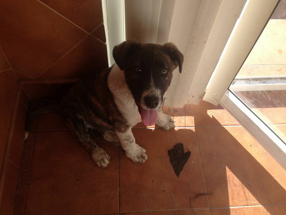 16265661_1450021995021576_4084631393683228000_n