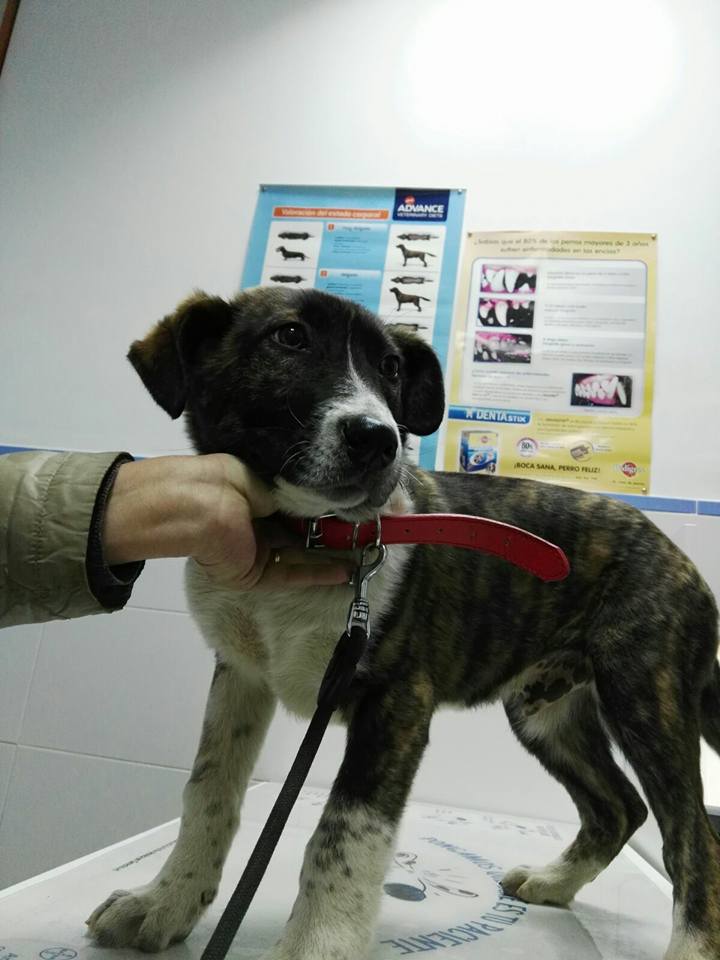 16265909_1450021935021582_3506074065559964132_n