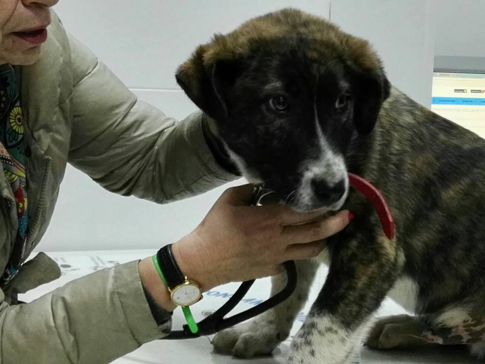 16266196_1450021895021586_5755507422624178751_n