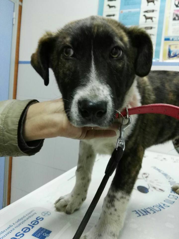 16387040_1450021981688244_7140732964138960559_n