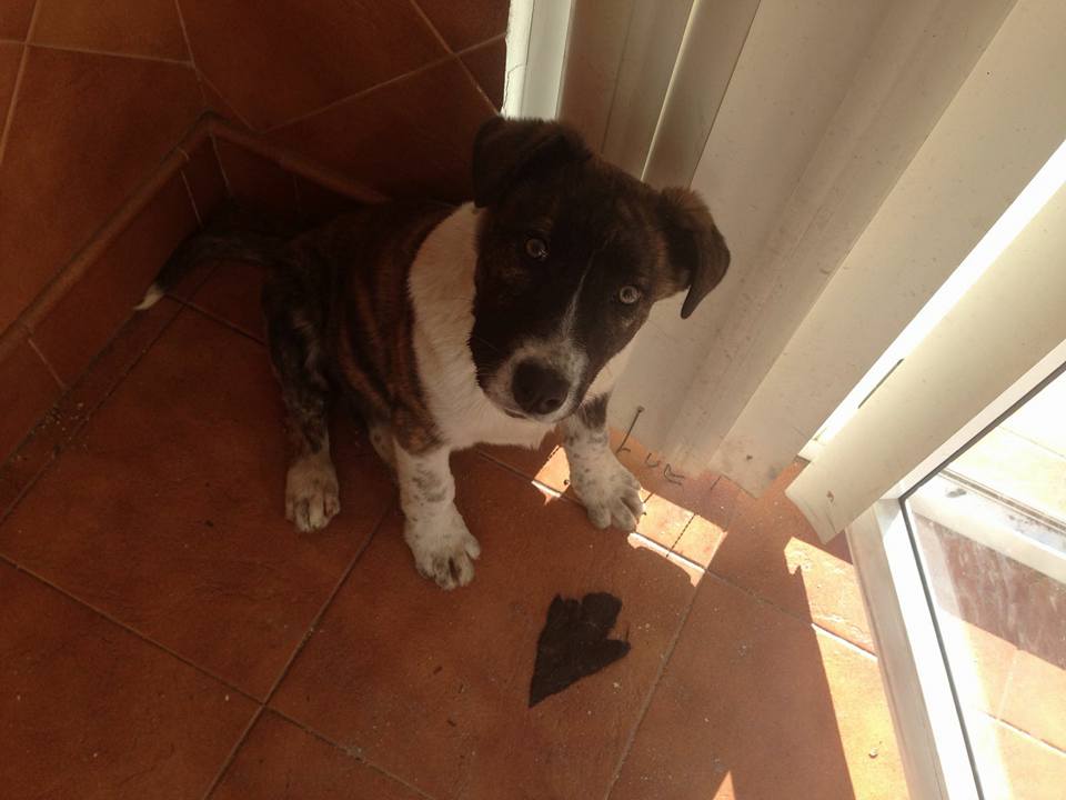 16388065_1450021968354912_7539872912175789257_n