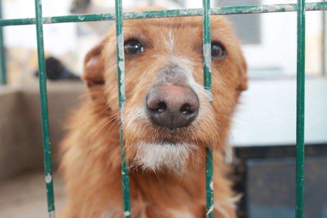 16796943_1475223985834710_2372145347521207684_o